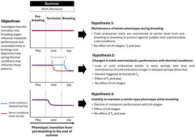 Phenotypic constraints at the top of the world: an Arctic songbird faces the cumulative cost of maintaining a winter-like phenotype during breeding